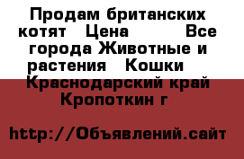 Продам британских котят › Цена ­ 500 - Все города Животные и растения » Кошки   . Краснодарский край,Кропоткин г.